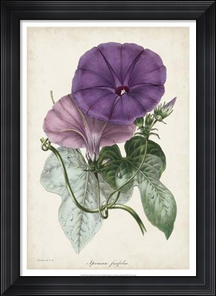 Framed Plum Morning Glory Print