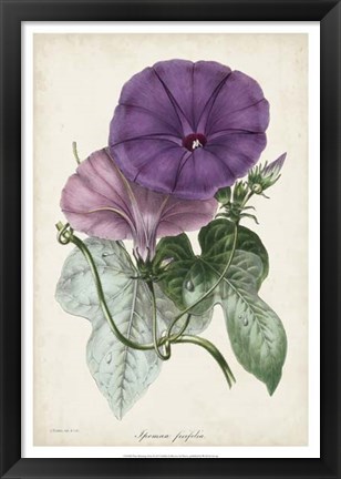 Framed Plum Morning Glory Print