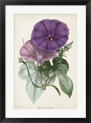 Framed Plum Morning Glory Print