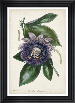Framed Plum Passion Flower Print
