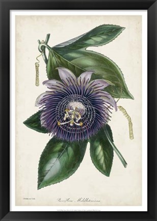 Framed Plum Passion Flower Print