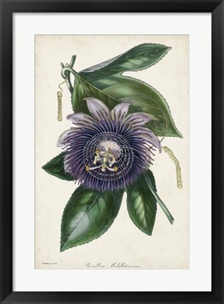 Framed Plum Passion Flower Print