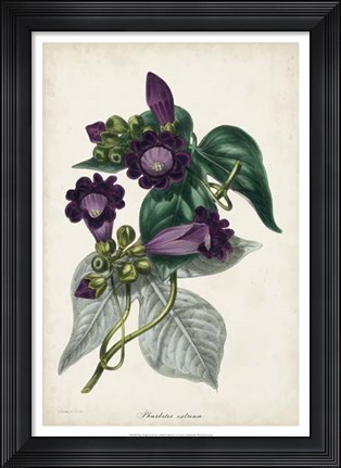 Framed Plum Foxgloves Print
