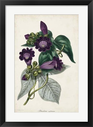 Framed Plum Foxgloves Print