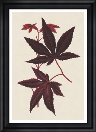 Framed Japanese Maple Leaves I Print