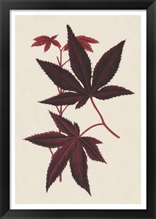 Framed Japanese Maple Leaves I Print