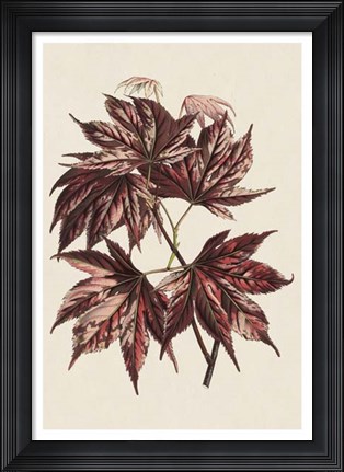 Framed Japanese Maple Leaves II Print