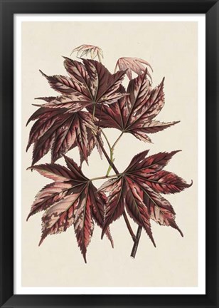 Framed Japanese Maple Leaves II Print