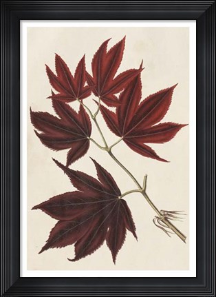 Framed Japanese Maple Leaves III Print