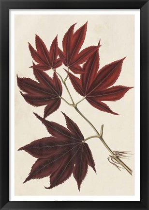 Framed Japanese Maple Leaves III Print