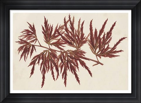 Framed Japanese Maple Leaves IV Print