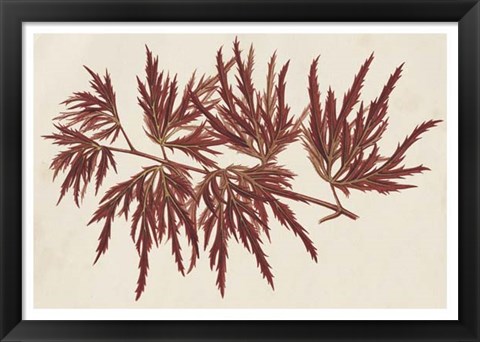 Framed Japanese Maple Leaves IV Print