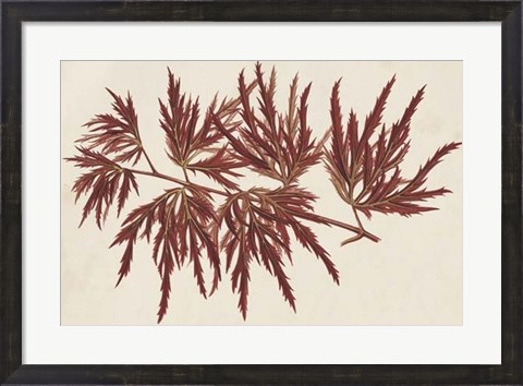 Framed Japanese Maple Leaves IV Print