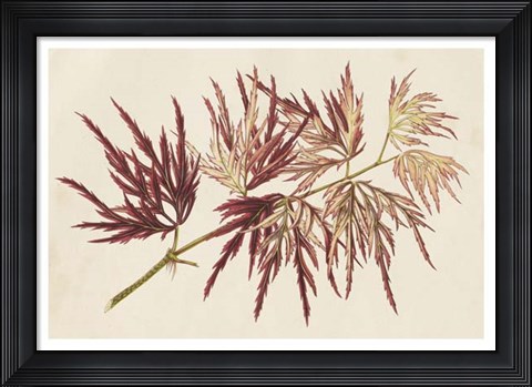 Framed Japanese Maple Leaves V Print