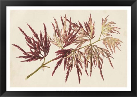 Framed Japanese Maple Leaves V Print