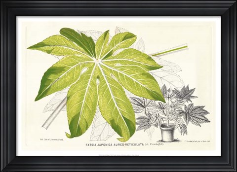 Framed Fern Leaf Foliage I Print