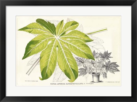 Framed Fern Leaf Foliage I Print