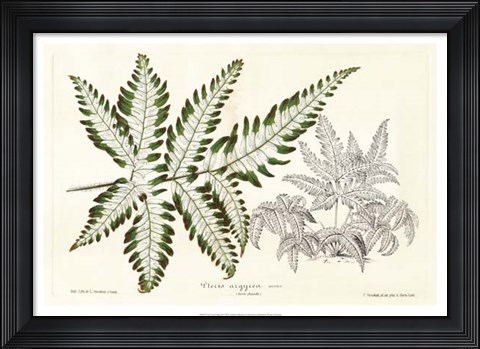 Framed Fern Leaf Foliage II Print