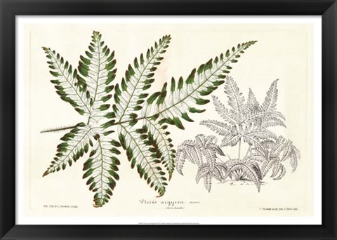 Framed Fern Leaf Foliage II Print