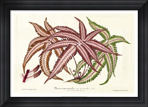 Framed Fern Leaf Foliage III Print
