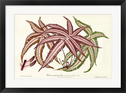 Framed Fern Leaf Foliage III Print