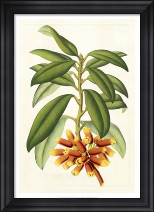 Framed Tropical Rhododendron I Print