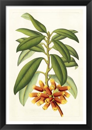 Framed Tropical Rhododendron I Print