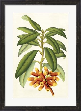 Framed Tropical Rhododendron I Print