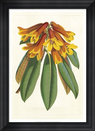 Framed Tropical Rhododendron II Print