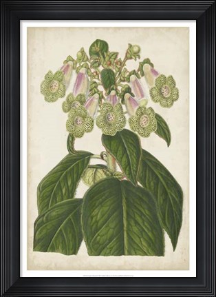 Framed Foxglove Botanical Print