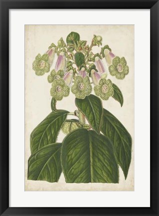 Framed Foxglove Botanical Print