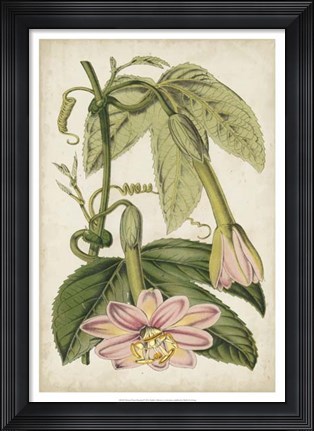 Framed Passion Flower Botanical Print
