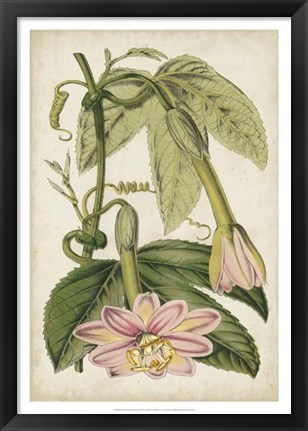 Framed Passion Flower Botanical Print