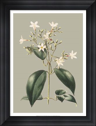 Framed Botanical Cabinet I Print