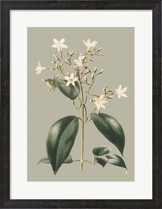 Framed Botanical Cabinet I Print