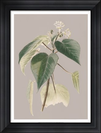 Framed Botanical Cabinet II Print