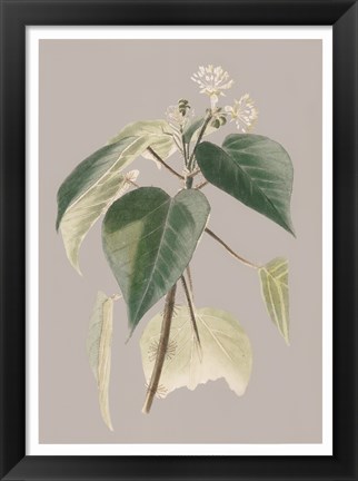 Framed Botanical Cabinet II Print