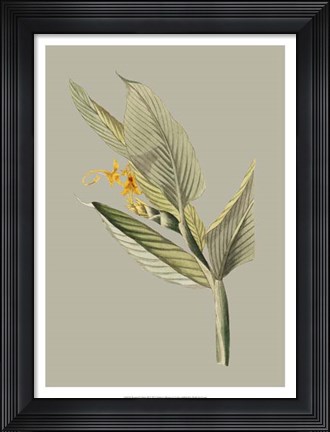 Framed Botanical Cabinet III Print