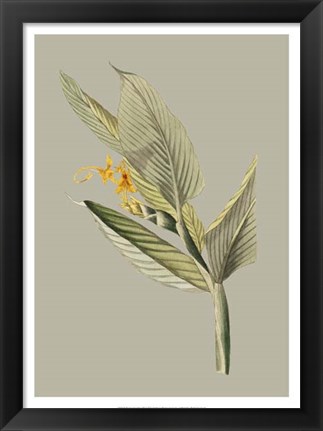 Framed Botanical Cabinet III Print