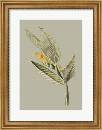Framed Botanical Cabinet III Print