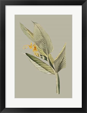 Framed Botanical Cabinet III Print