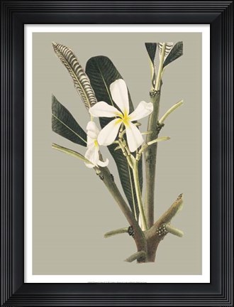 Framed Botanical Cabinet IV Print