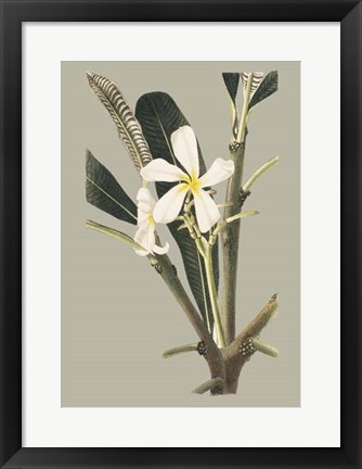 Framed Botanical Cabinet IV Print