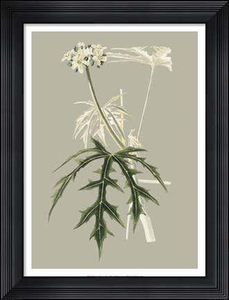 Framed Botanical Cabinet V Print