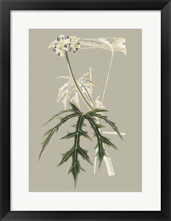 Framed Botanical Cabinet V Print