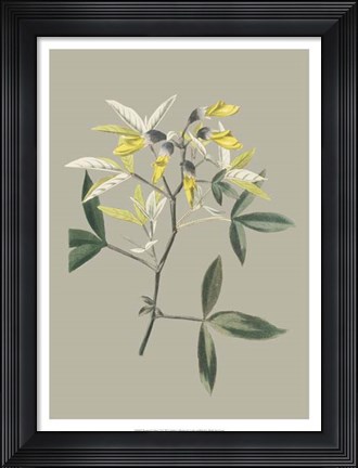Framed Botanical Cabinet VI Print