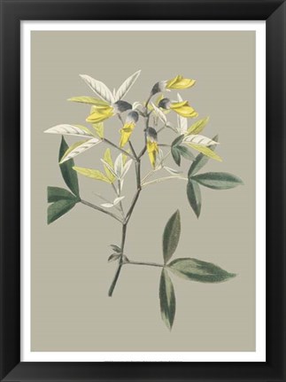 Framed Botanical Cabinet VI Print
