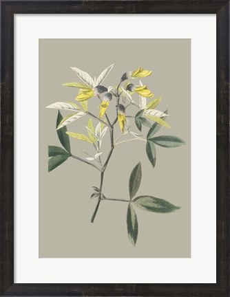 Framed Botanical Cabinet VI Print