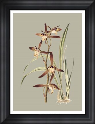 Framed Botanical Cabinet VII Print