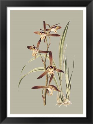 Framed Botanical Cabinet VII Print